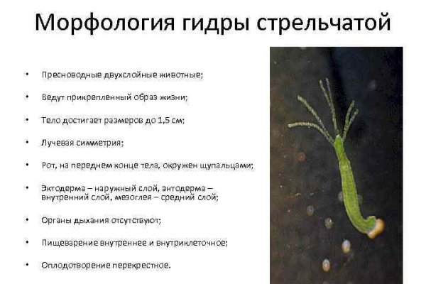 Кракен сайт биз